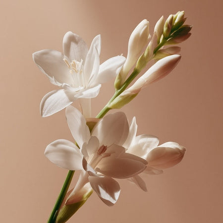 Flor de nardo Sabater Hnos.