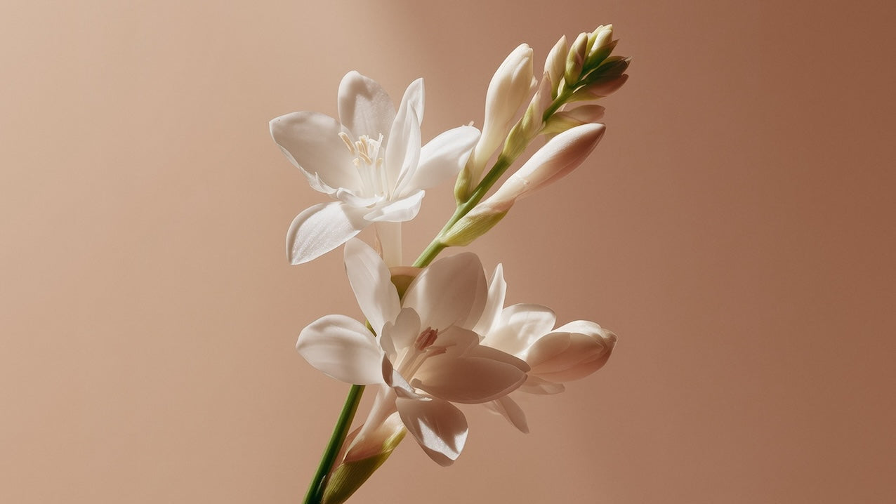 Flor de nardo Sabater Hnos.